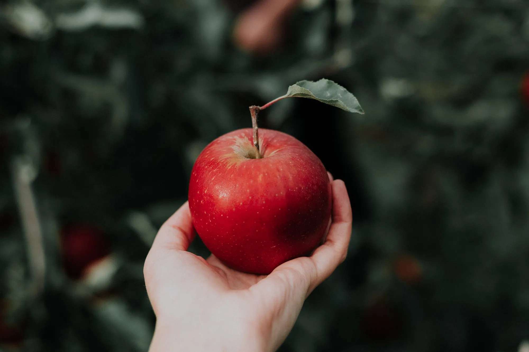 A red apple held in an orchard